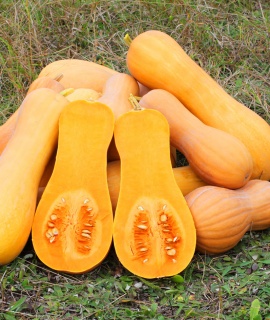 Butternut tikva eko