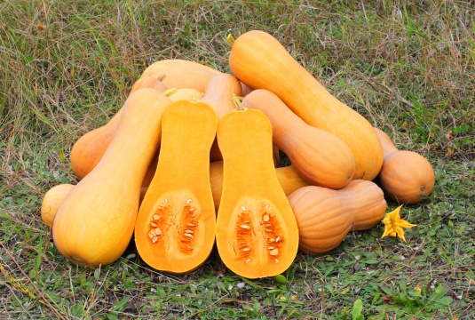 Butternut tikva eko